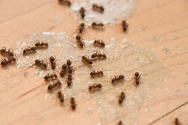 Best Affordable Pest Control Services  in Columbus, KS